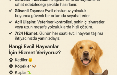korsan taksi pet taşıma